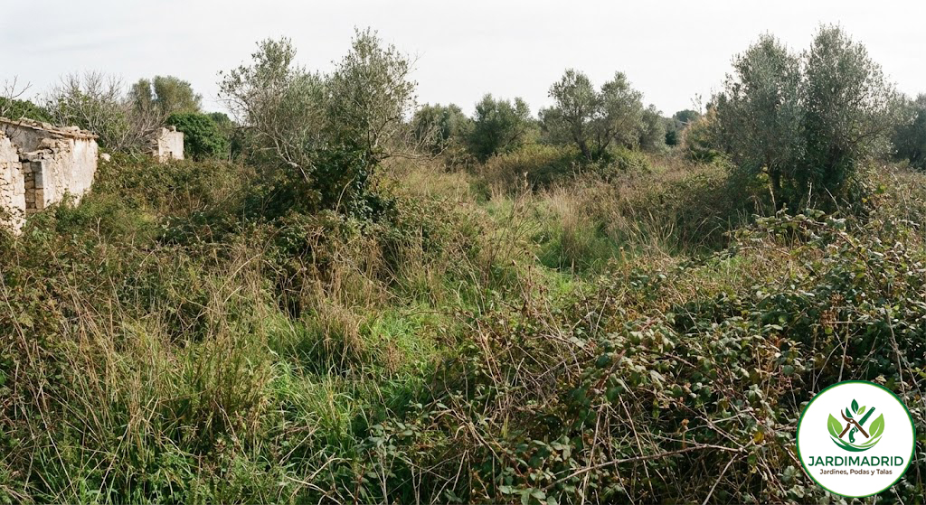 Terreno en Galapagar desbrozado